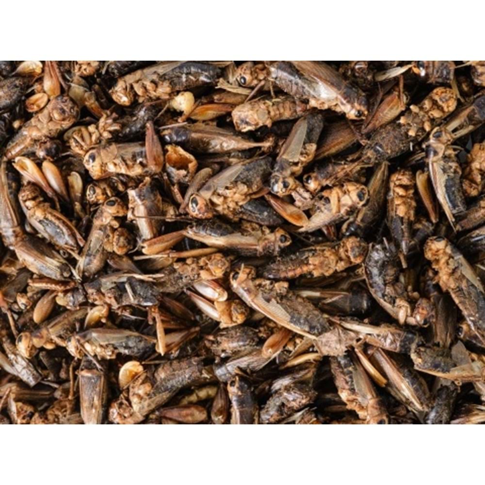 Tropical Crickets 250ml/25G