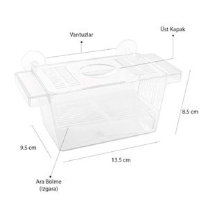 ATLANTİK TEKLİ KRİSTAL YAVRULUK